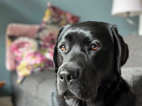 twitter dood pinoy|Hond Charlie sterft akelige dood na eten van afvalresten: xylitol .